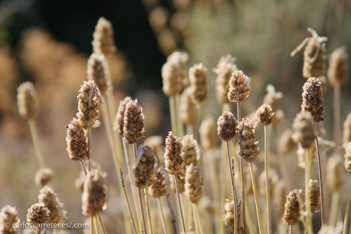 En el alto de Aguarón, no lejos de Cariñena.
