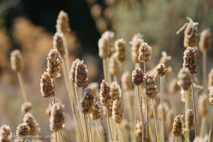 En el alto de Aguarón, no lejos de Cariñena.