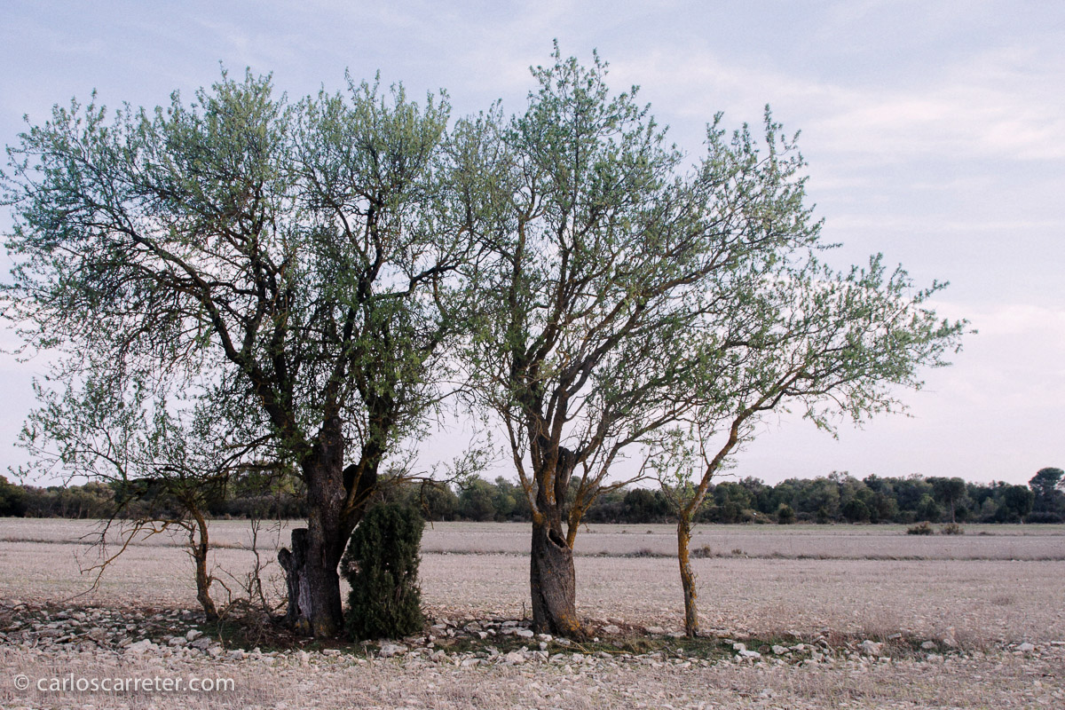 A falta de fotografías de las grandes praderas del oeste americano, me iré a otros paisajes duros, mucho más cercanos.