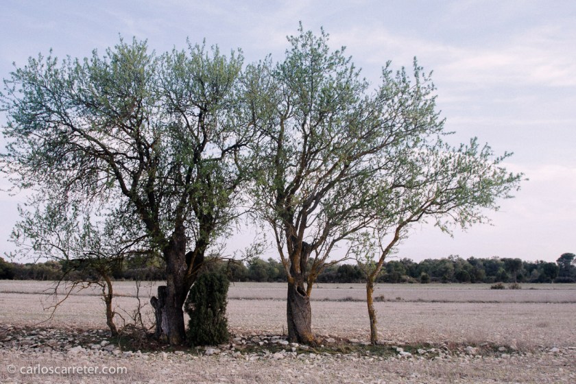 A falta de fotografías de las grandes praderas del oeste americano, me iré a otros paisajes duros, mucho más cercanos.