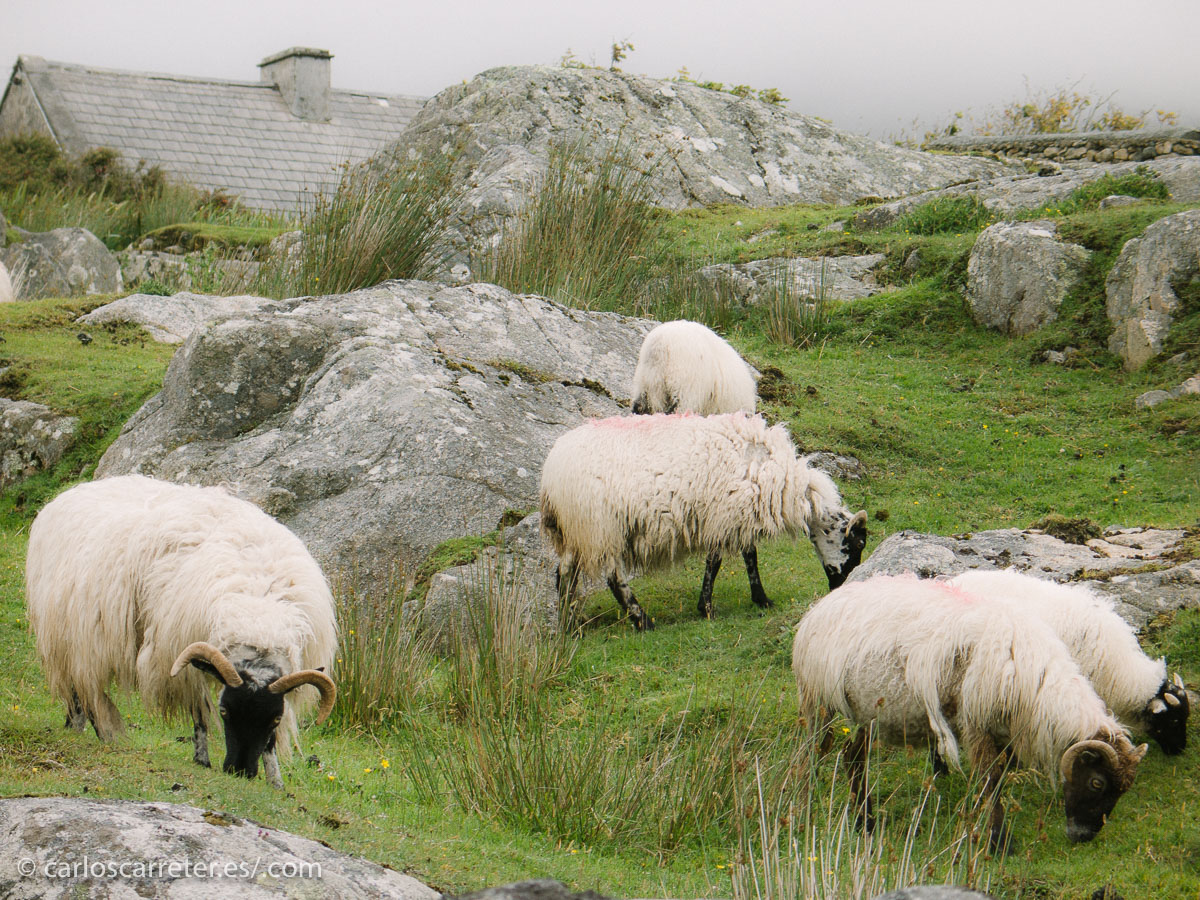 Y si no...  te convierte en un animal y te sueltan en los bosques...