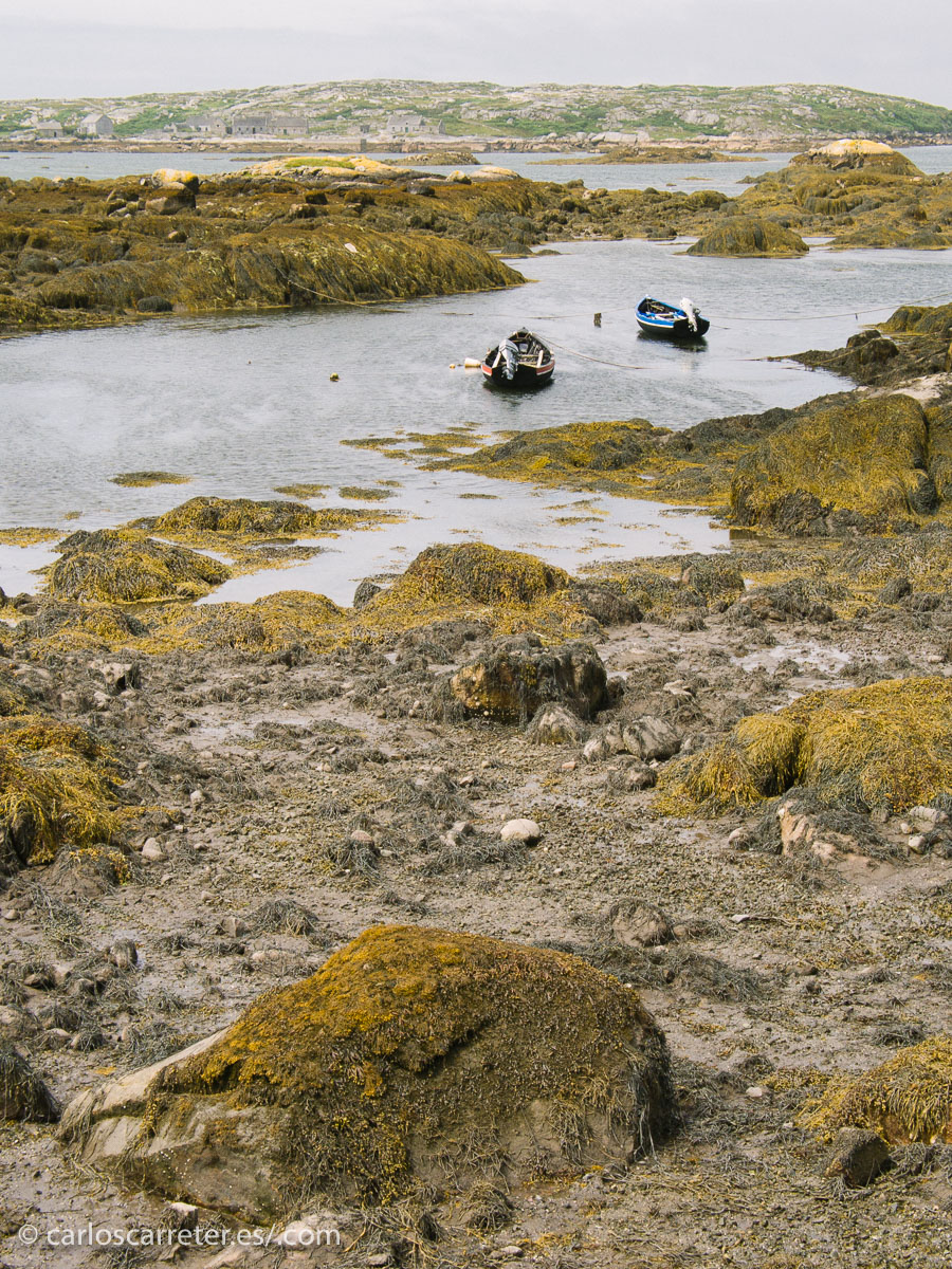Muy alabada la idea del protagonista de ser una langosta si falla en su intentona por encontrar pareja,... Es que todo el mundo quiere ser perro, y todo está lleno de perros... Tiene su coña ¿no?