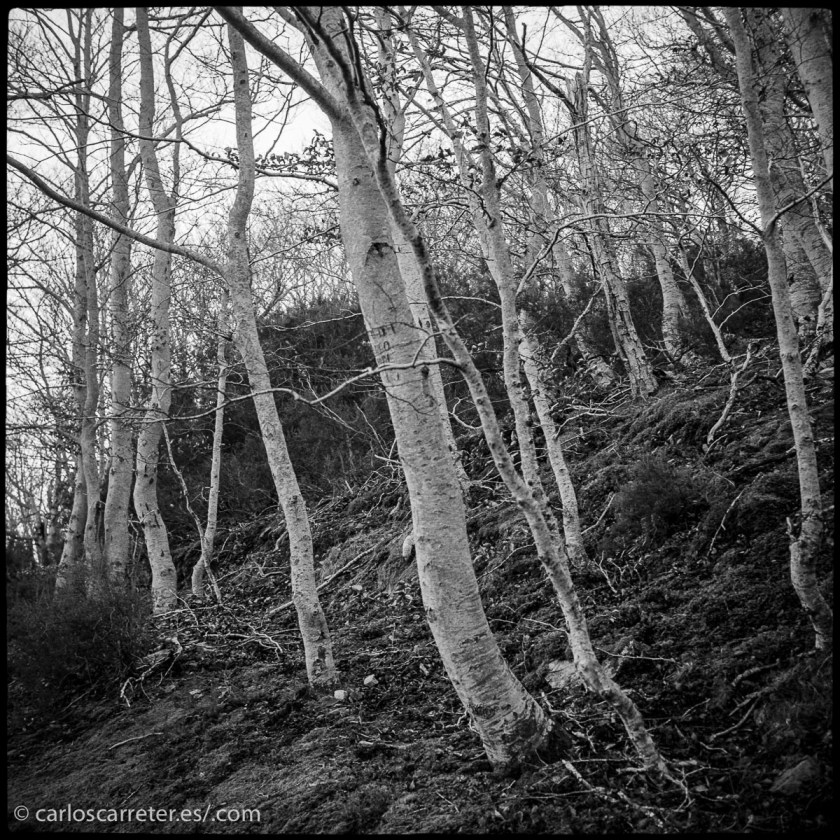 20151220-Perkeo-trix-hc110_031