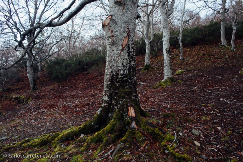 El Moncayo, sus hayedos, sus robledales, sus pinares, sus cortados,... 