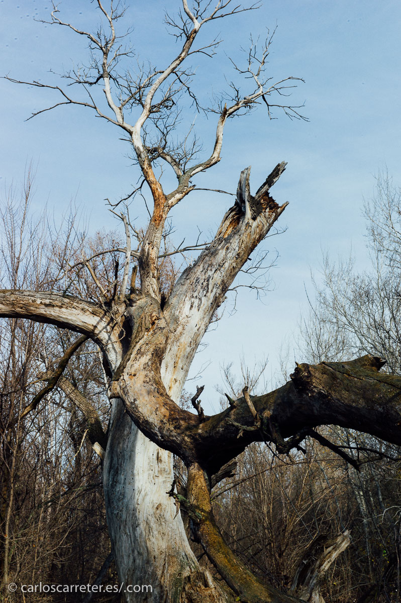 Debe ser por las riadas y otros elementos climáticos, últimamente sus senderos están más confusos y menos transitables que antes.