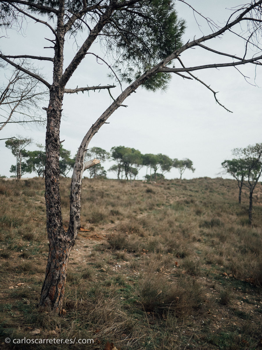 No me he ido muy lejos de casa para encontrar suaves paisajes suburbanos, como los que comentaba en la entrada de por la mañana.
