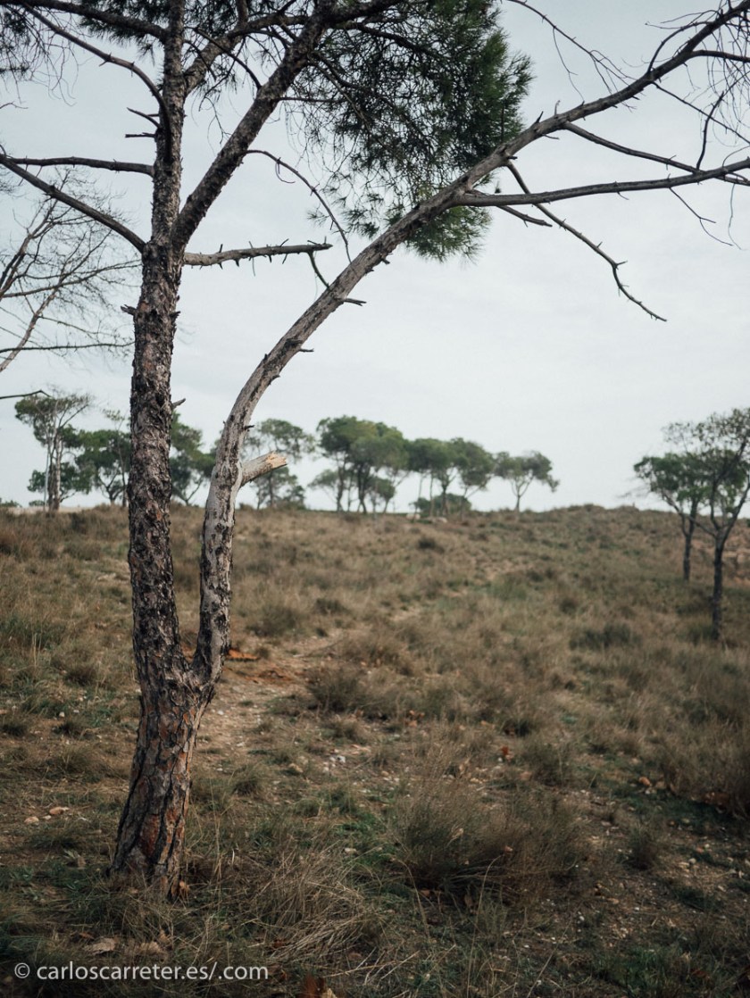 No me he ido muy lejos de casa para encontrar suaves paisajes suburbanos, como los que comentaba en la entrada de por la mañana.