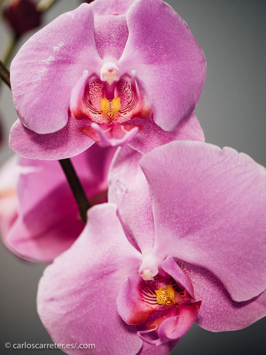 A ver si la belleza de estas orquídeas, captada en el inopinado entorno laboral en el que me muevo, me calma un poco.