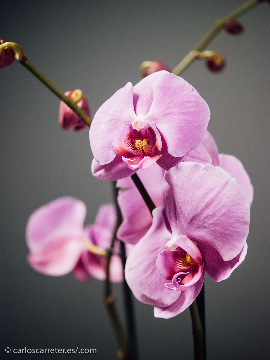 Porque este filme me ha parecido enervante... brrrrr...