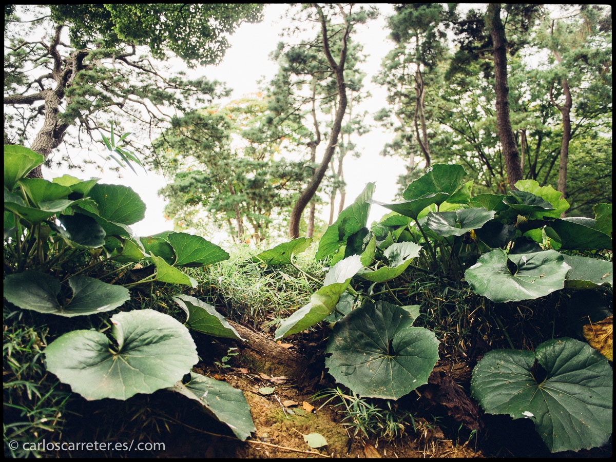 Cedidios hoy en día