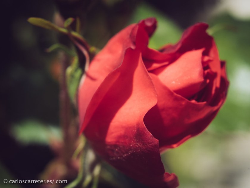 No se me ha ocurrido qué fotos poner en esta entrada alusivas a la película... ni siquiera sé dónde está rodada ¿Barcelona? ¿Alguna otra ciudad mediterránea?