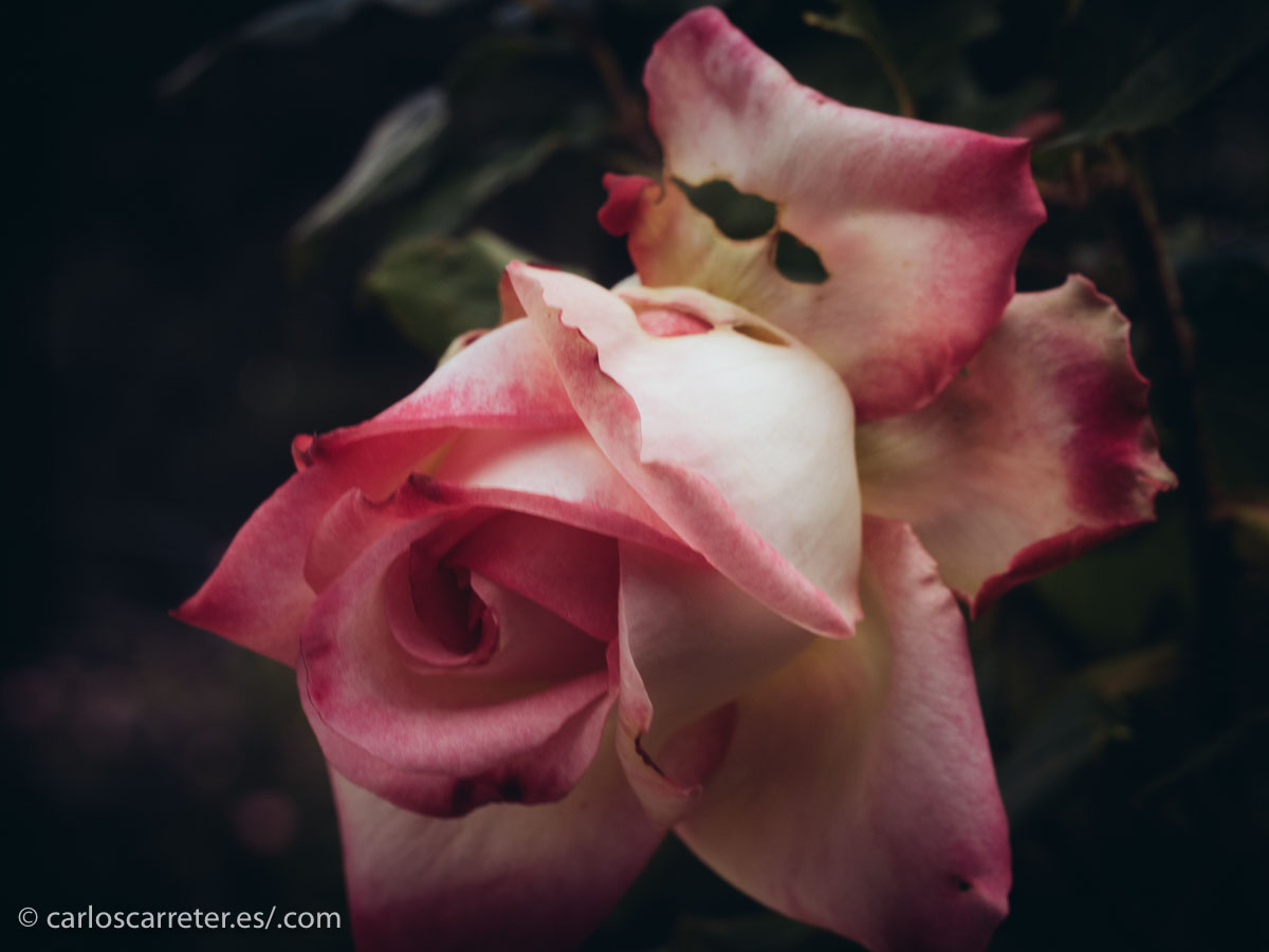 En cualquier caso, os dejo unos motivos primaverales, hoy que parece que realmente es primavera...