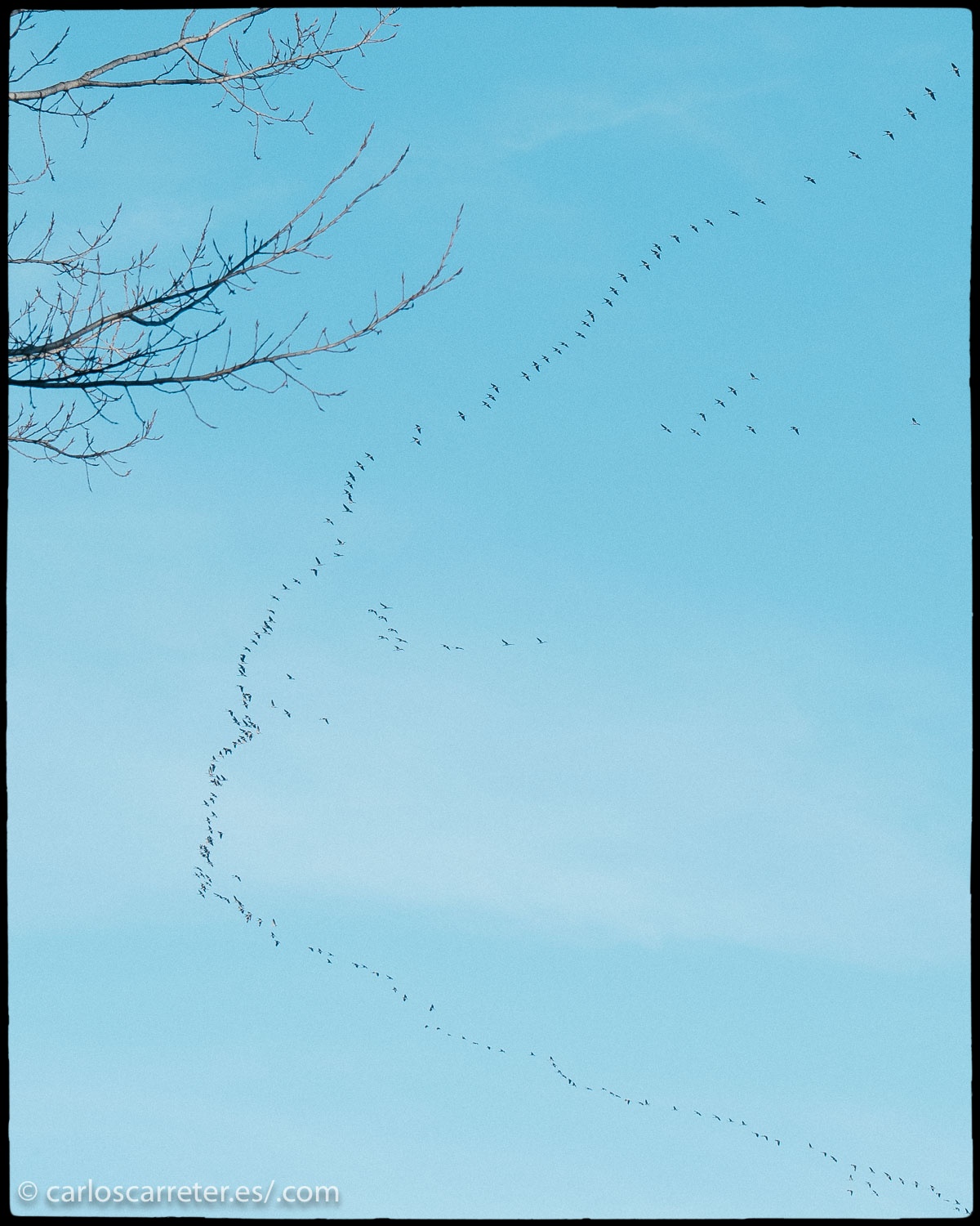 Ayer estuve fotografiando buena parte de la tarde, aprovechando el buen tiempo. En unas choperas de plantación cerca de Alagón. Y por cierto que tuve ocasión de admirar el paso migratorio de las grullas, si necesidad de ir a Gallocanta donde muchos aficionados a la fotografía de naturaleza se habrán reunido estos días.