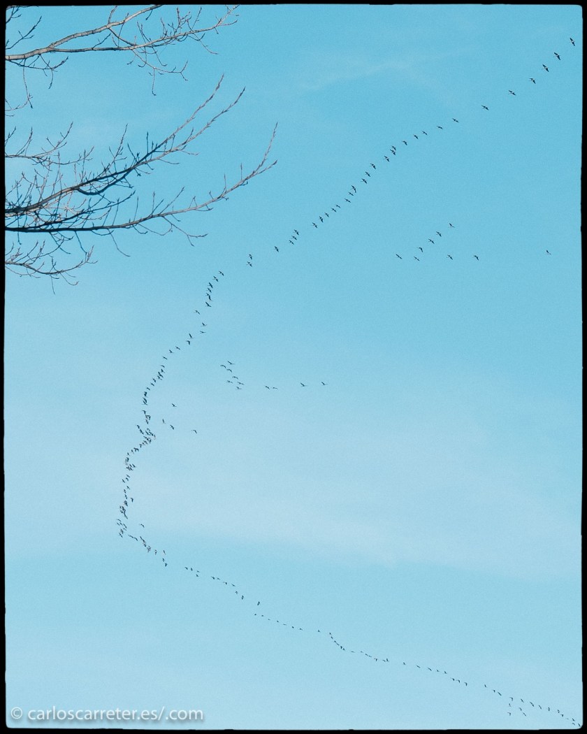 Ayer estuve fotografiando buena parte de la tarde, aprovechando el buen tiempo. En unas choperas de plantación cerca de Alagón. Y por cierto que tuve ocasión de admirar el paso migratorio de las grullas, si necesidad de ir a Gallocanta donde muchos aficionados a la fotografía de naturaleza se habrán reunido estos días.