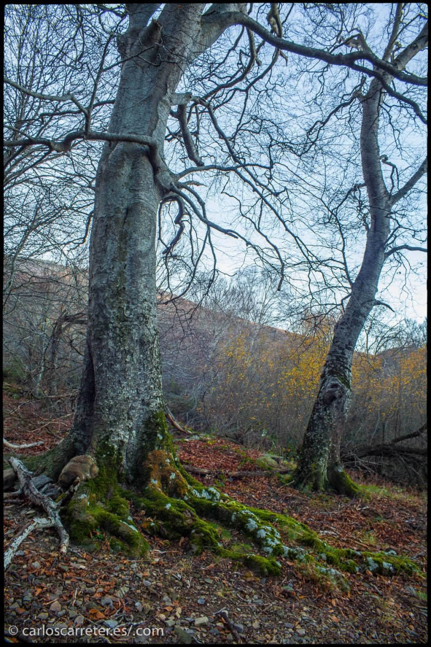 Estos días atrás en mi blog de fotos de viajes (enlaces al final), han aparecido cosas como este hayedo en el Moncayo, Aragón (España), o el interior de la catedral de San Esteban en Viena (Austria) del encabezado.