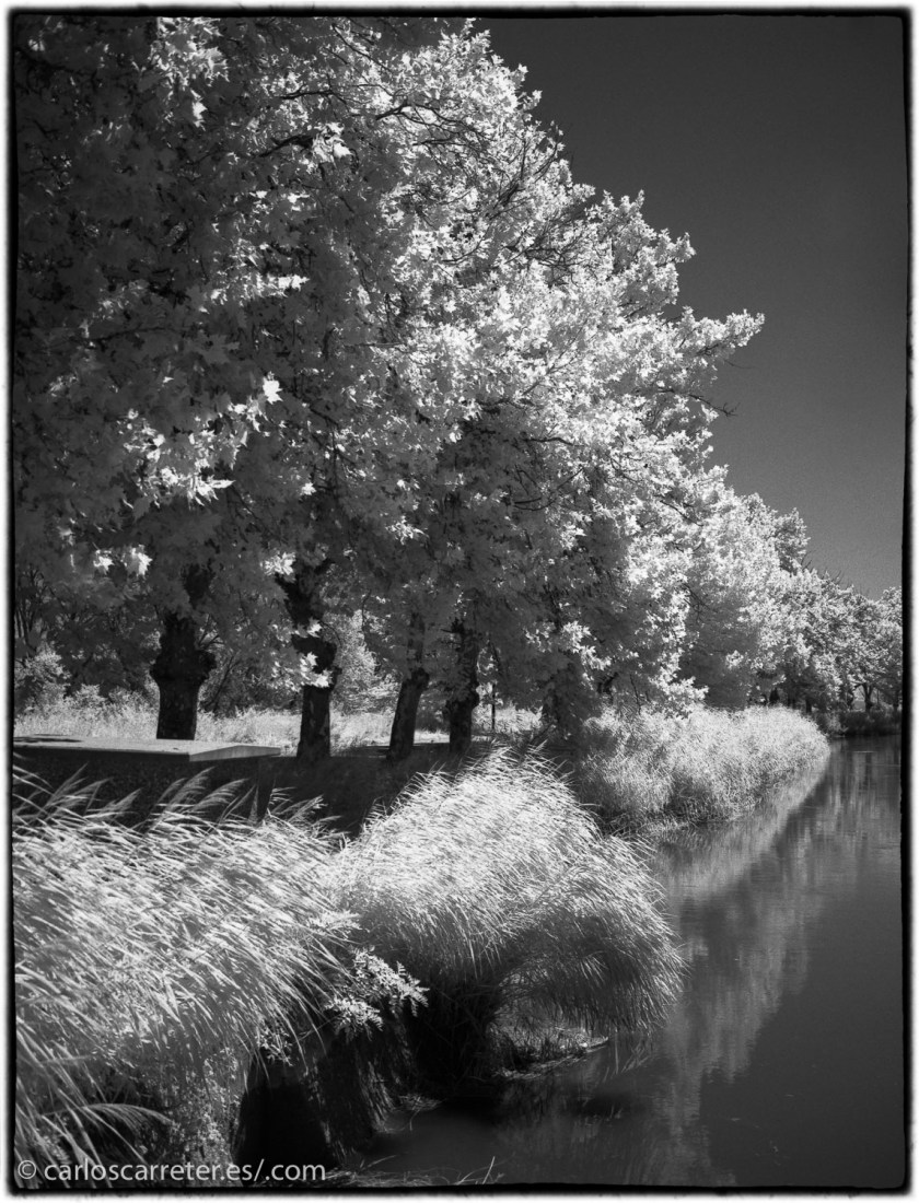 20170719-SuperP200IR+Rodinal1.50_003