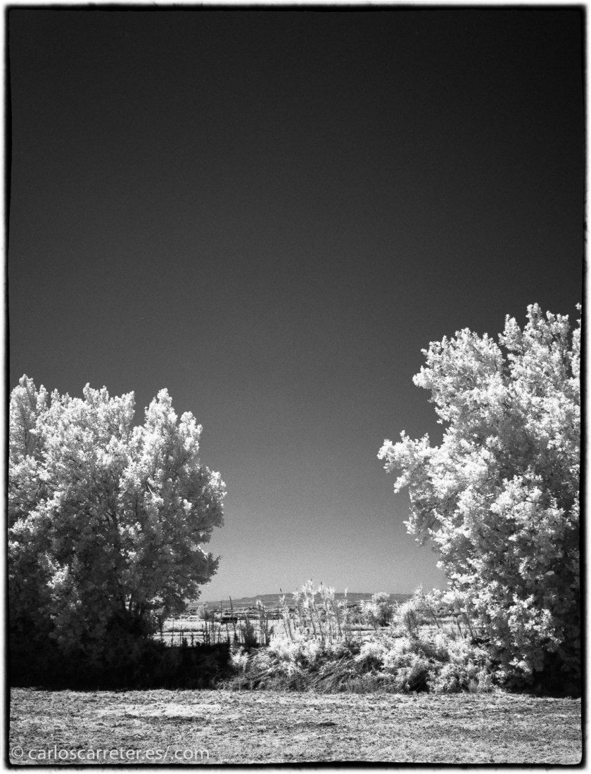 20170719-SuperP200IR+Rodinal1.50_019