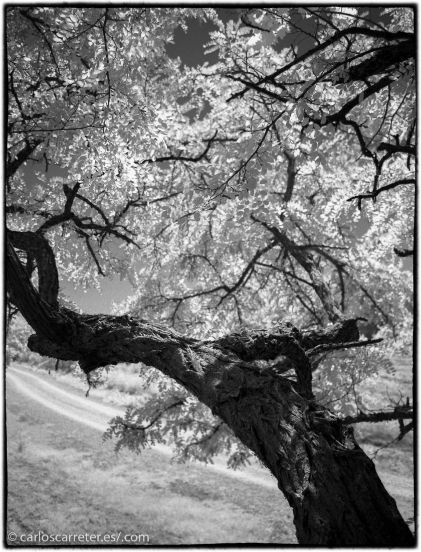 20170719-SuperP200IR+Rodinal1.50_022
