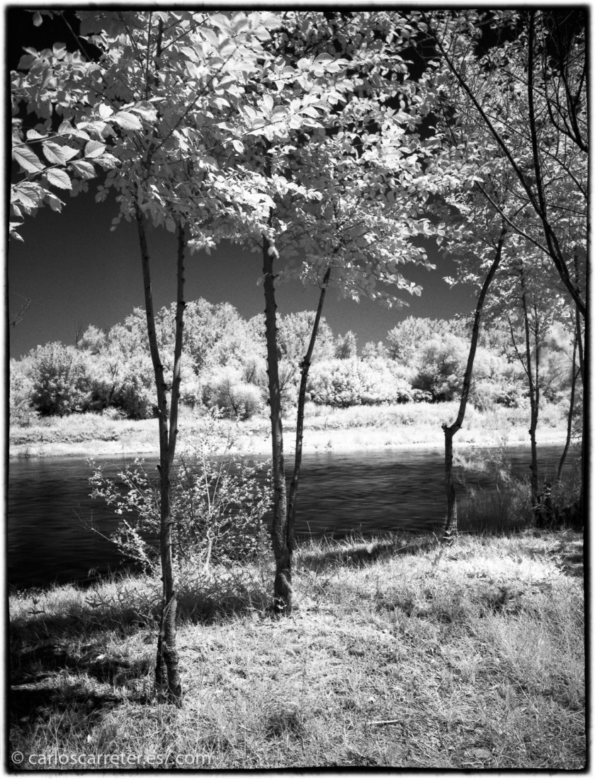 20170719-SuperP200IR+Rodinal1.50_028